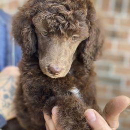 Poodle Puppies from Parapoodles