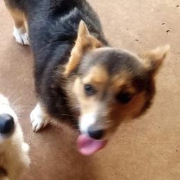 Pine - Pembroke Welsh Corgi