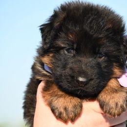 Kenzie - Black and red German Shepherd puppy in Azle, Texas from Nuckol's Canines German Shepherds