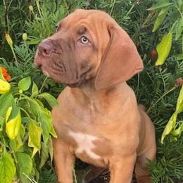 Amelia - silver collar liver nose female - Fawn female Boerboel puppy in Navasota, Texas from Silverthorne Boerboels