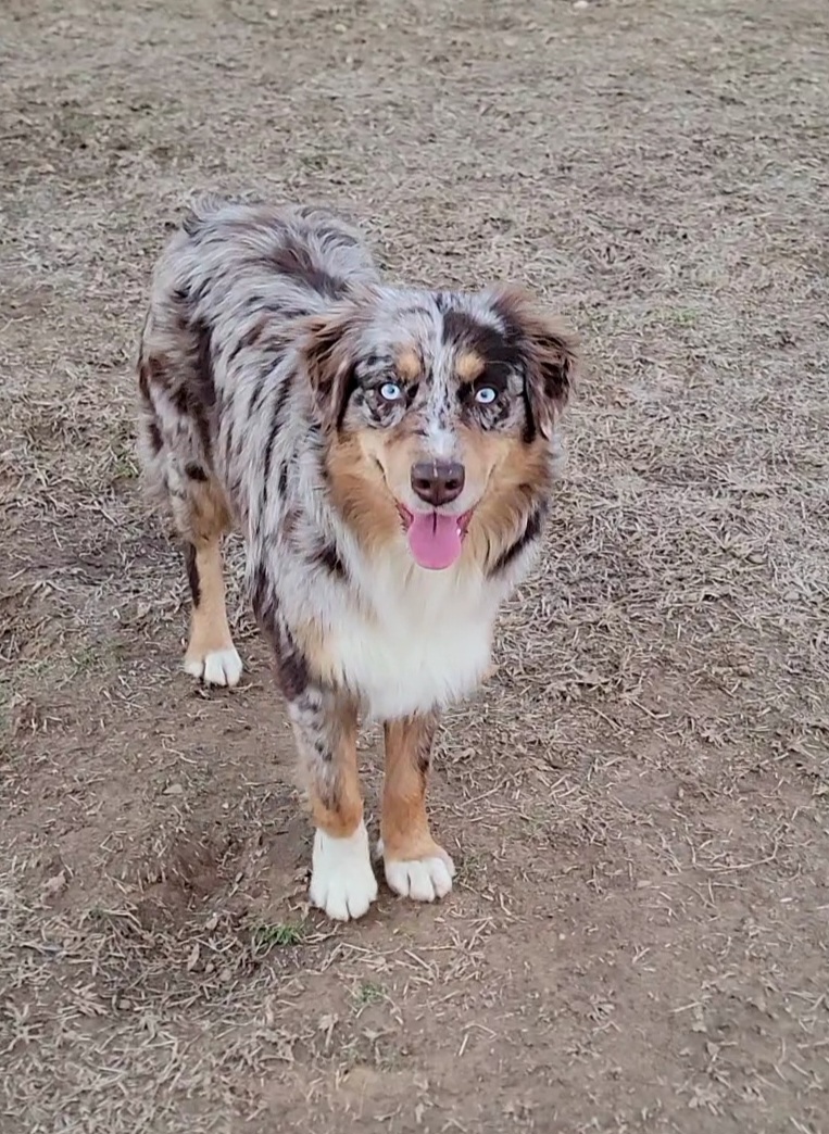 Australian Shepherds from Bluff View Aussies