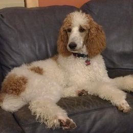 Poodles from Charity Hill Poodles