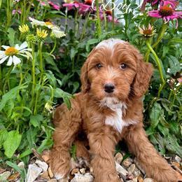 Goldendoodle Puppies from Halo Doodles