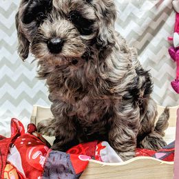 Aussiedoodle, Australian Shepherd, Bernedoodle, Cockapoo, and Poodle Puppies from Sis' Doodles & Poodles