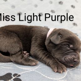 Ms. Light Purple - Black female Labrador Retriever puppy in Lebanon, Pennsylvania from Robertson's Retrievers and Doodles