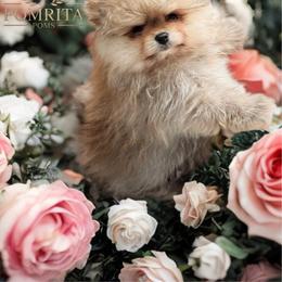 Peaches - Cream sable male Pomeranian puppy in North Port, Florida from POMRITA POM’S