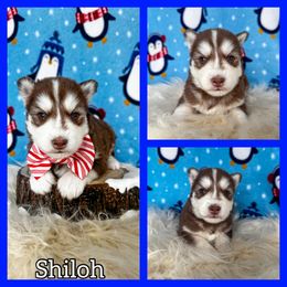 Shiloh - Red and white male Siberian Husky puppy in Parma, Ohio from Sirius Siberian Huskies