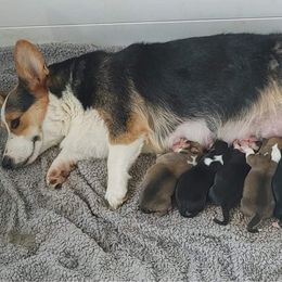 American Corgi and Doberman Pinscher Puppies from Driftin' Sand Doberman Pinschers