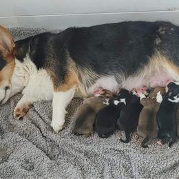 American Corgi and Doberman Pinscher Puppies from Driftin' Sand Doberman Pinschers