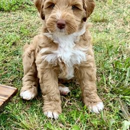 Australian Labradoodle Puppies from Integrity Labradoodles