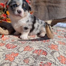 Ruby Sue - Brindle merle and white female American Corgi puppy in Shawnee, Oklahoma from Sunray Ranch