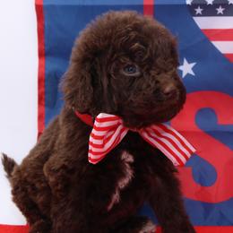 Justice - USA 250th Litter - Chocolate female Goldendoodle puppy in Westminster, South Carolina from Goldendoodlepuppiessc