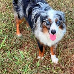 Rush - Miniature Australian Shepherd
