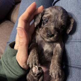 Journey - Merle female Cavapoo puppy in Battle Lake, Minnesota from Panda Puppies