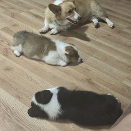 Pembroke Welsh Corgi All Grown Up from Newton Hay & Cattle