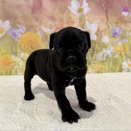 Tracy - Black female Cane Corso puppy in Loogootee, Indiana from Walnut Creek Cane Corso
