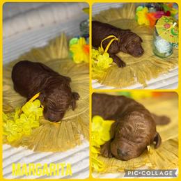 Margarita - Red  female Poodle puppy in Mount Vernon, Illinois from AMC Poodles