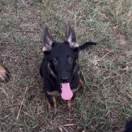 Dori - Black and tan female German Shepherd puppy in Youngsville, North Carolina from di Casa Ortiz German Shepherds