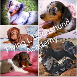 Dachshund Puppies from FLYING L Dachshund Academy