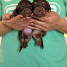Dachshund Puppies from The house of Dachshund