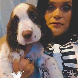 Boykin Spaniel and English Springer Spaniel Puppies from 31 Pines Springers & Retrievers