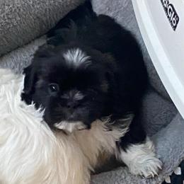 Chip - Black and white male Shih Tzu puppy in Riverhead, New York from Eastern Long Island Shih Tzu