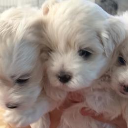 Maltese from Max & Pearl The Ocala Maltese Family