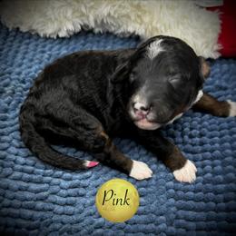 Pick6 - Tri-color female Bernedoodle puppy in Henrico, Virginia from Paws 4 Doodles, LLC