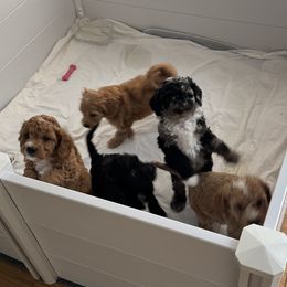 Cavapoo Puppies from House of Cavapoos