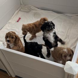 Cavapoo Puppies from House of Cavapoos