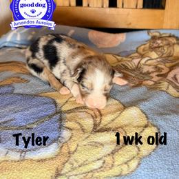 BMF - Blue merle female Australian Shepherd puppy in Greenville, Texas from Amandas Aussies