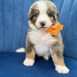 Baron UNFURNISHED - Blue merle male Bernedoodle puppy in Bellville, Ohio from Bernedoodle Buddies
