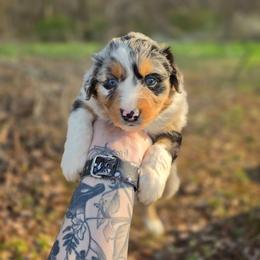 Zebra - Blue merle female Australian Shepherd puppy in London, Kentucky from Kenmont Kennels