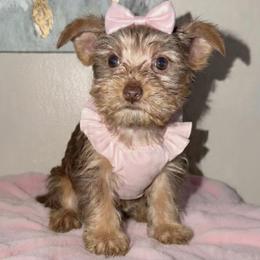 Boy 1 - male Yorkshire Terrier puppy in Paisley, Florida from Everyonelovesyorkies