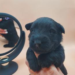 Tollett - Black female Scottish Terrier puppy in Crossville, Tennessee from Cavern Kennels