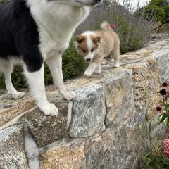 Icelandic Sheepdog Puppies from Windswept Icelandic Sheepdogs