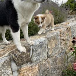 Icelandic Sheepdog Puppies from Windswept Icelandic Sheepdogs