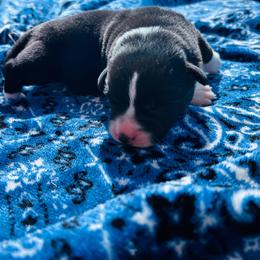 Bronc - Black and white male Cardigan Welsh Corgi puppy in Kerens, West Virginia from Leather & Lace