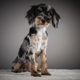Girl 1 - Merle female Schnoodle puppy in Caldwell, Idaho from Boise Doodle Co.