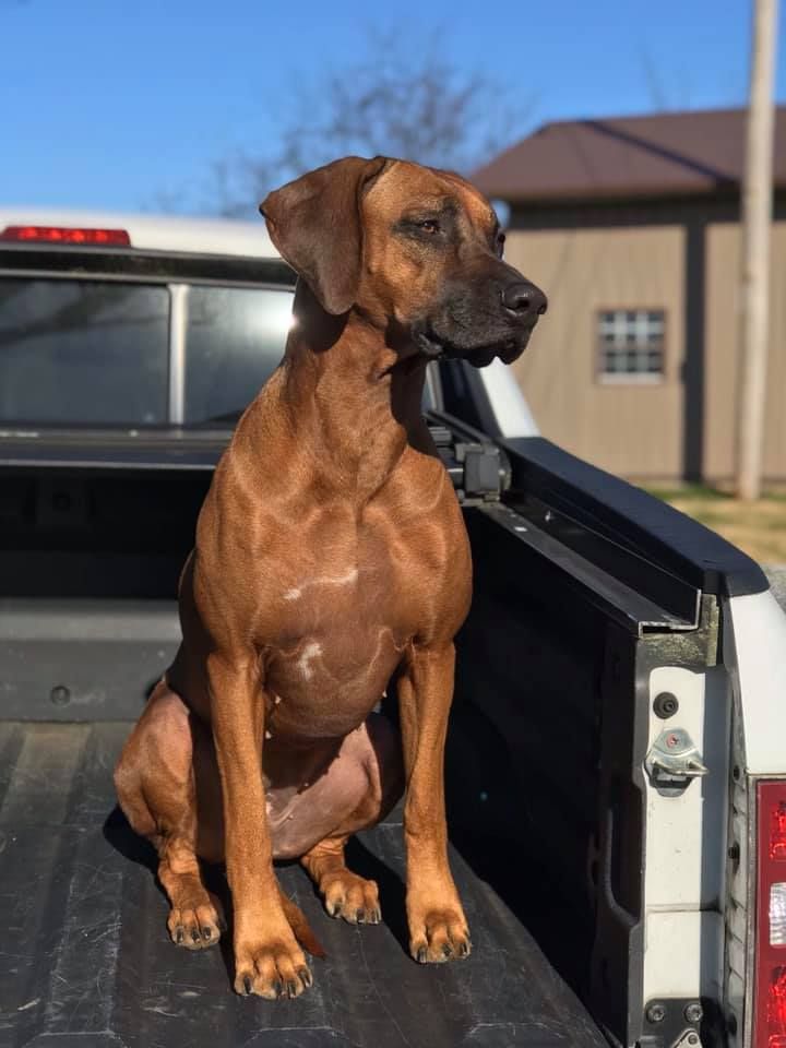 Crestridge hot sale rhodesian ridgebacks