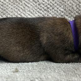 Purple - Fawn sable female Belgian Malinois puppy in Ellerbe, North Carolina from Grand Prix Kennel