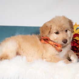 Mesquite Moon - White and gold male Bordoodle puppy in Conway, Missouri from 2J 2K Bordoodles