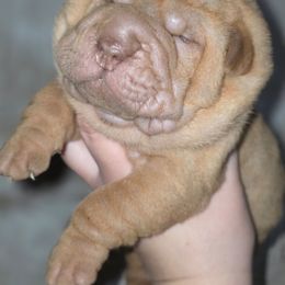 Cottage Cheese - Red fawn male Chinese Shar-Pei puppy in Salem, Ohio from WrinkleMonsters