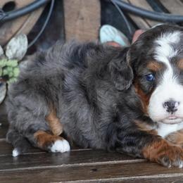 Boy 2 - Blue merle male Aussiedoodle puppy in Lawton, Oklahoma from Lindsey’s Aussies