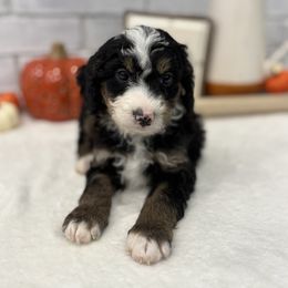 Bear - Tri-color male Bernedoodle puppy in Jacksonville, Florida from Star of the Sea Doodles