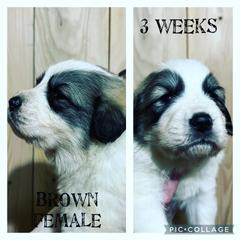 Girl 6 - Great Pyrenees puppy in Gibsonia, Pennsylvania from Little Deer Creek Farm AKC Great Pyrenees