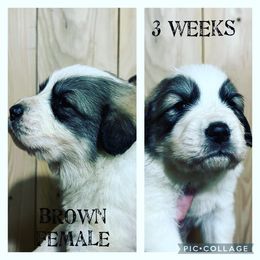 Girl 6 - Great Pyrenees puppy in Gibsonia, Pennsylvania from Little Deer Creek Farm AKC Great Pyrenees