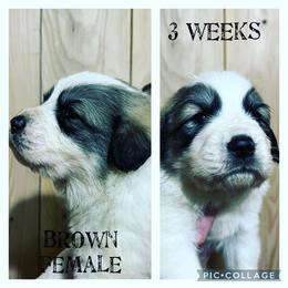 Girl 6 - Great Pyrenees puppy in Gibsonia, Pennsylvania from Little Deer Creek Farm AKC Great Pyrenees
