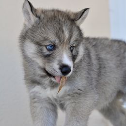 Siberian Husky Puppies from SoFlo Siberians