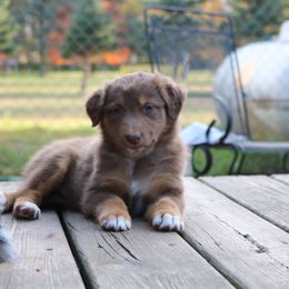 Australian Shepherd Puppies from Chippewa Falls Aussie Paws